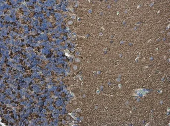 Anti-Synaptophysin antibody [GT2589] used in IHC (Paraffin sections) (IHC-P). GTX633972