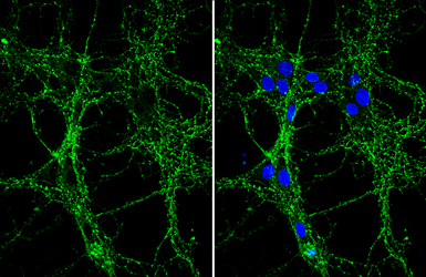 Anti-Synaptophysin antibody [GT2589] used in Immunocytochemistry/ Immunofluorescence (ICC/IF). GTX633972