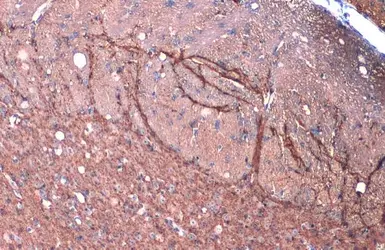 Anti-Synaptophysin antibody [GT2589] used in IHC (Paraffin sections) (IHC-P). GTX633972