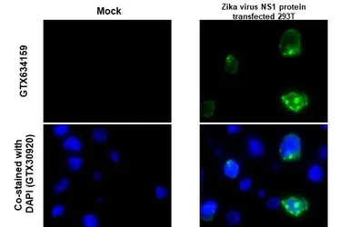 Anti-Zika virus NS1 protein antibody [GT281] used in IHC-P (cell pellet) (IHC-P (cell pellet)). GTX634159