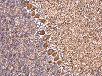 Anti-MYH10 antibody [GT246] used in IHC (Paraffin sections) (IHC-P). GTX634160
