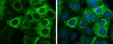 Anti-Anterior Gradient 2 antibody [GT5812] used in Immunocytochemistry/ Immunofluorescence (ICC/IF). GTX634163