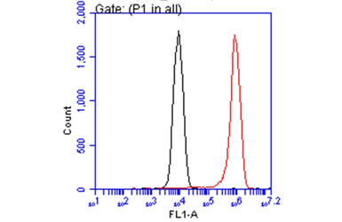 Anti-Arginase 1 antibody [GT5811] used in Flow cytometry (FCM). GTX634218