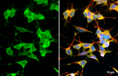 Anti-ANP antibody [GT1068] used in Immunocytochemistry/ Immunofluorescence (ICC/IF). GTX634219