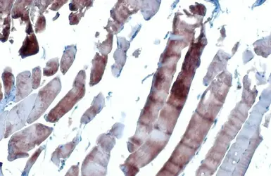 Anti-ANP antibody [GT1068] used in IHC (Paraffin sections) (IHC-P). GTX634219