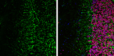 Anti-NF-H antibody [GT114] used in IHC (Frozen sections) (IHC-Fr). GTX634289