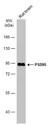 Anti-PSD95 antibody [GT1234] used in Western Blot (WB). GTX634291