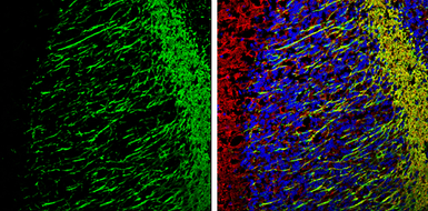 Anti-Myelin basic protein antibody [GT3412] used in IHC (Frozen sections) (IHC-Fr). GTX634292