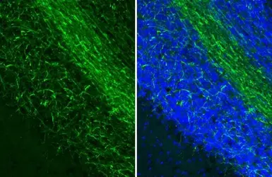 Anti-Myelin basic protein antibody [GT3412] used in IHC (Frozen sections) (IHC-Fr). GTX634292