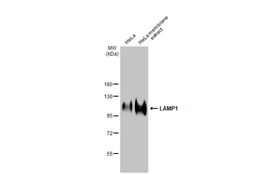 Anti-LAMP1 antibody [GT25212] used in Western Blot (WB). GTX634336