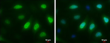 Anti-Cyclin A2 antibody [GT2547] used in Immunocytochemistry/ Immunofluorescence (ICC/IF). GTX634420