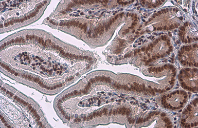 Anti-Glucocorticoid Receptor antibody [GT248] used in IHC (Paraffin sections) (IHC-P). GTX634647