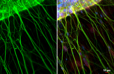 Anti-PGP9.5 antibody [GT448] used in Immunocytochemistry/ Immunofluorescence (ICC/IF). GTX634797