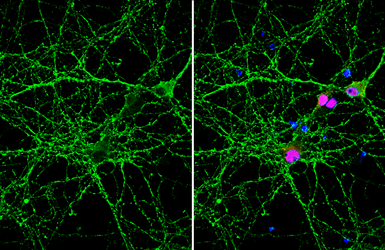 Anti-VAMP2 antibody [GT6311] used in Immunocytochemistry/ Immunofluorescence (ICC/IF). GTX634812