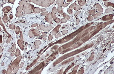 Anti-GAPDH antibody [GT239] - VetSignal used in IHC (Paraffin sections) (IHC-P). GTX635013
