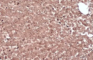 Anti-GAPDH antibody [GT239] - VetSignal used in IHC (Paraffin sections) (IHC-P). GTX635013