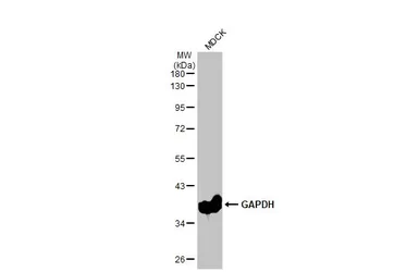 Anti-GAPDH antibody [GT239] - VetSignal used in Western Blot (WB). GTX635013
