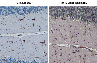 Anti-Iba1 antibody [HL22] used in IHC (Paraffin sections) (IHC-P). GTX635363