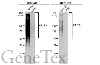 Anti-CA19-9 antibody [GT933] used in Western Blot (WB). GTX635389