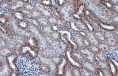 Anti-Sodium/Potassium ATPase alpha 1 antibody [HL114] used in IHC (Paraffin sections) (IHC-P). GTX635461