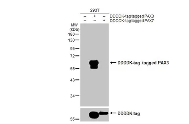 Anti-PAX3 antibody [HL160] used in Western Blot (WB). GTX635463