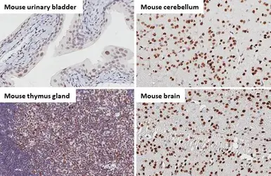 Anti-53BP1 antibody [HL275] used in IHC (Paraffin sections) (IHC-P). GTX635479