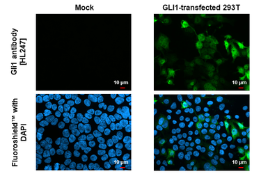 Anti-Gli1 antibody [HL247] used in Immunocytochemistry/ Immunofluorescence (ICC/IF). GTX635619