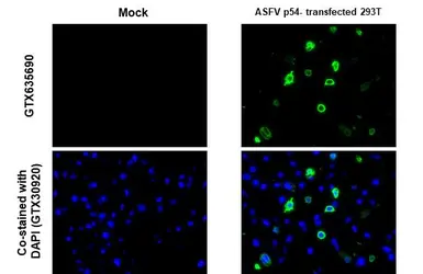 Anti-ASFV p54 antibody [GT853] used in IHC (Paraffin sections) (IHC-P). GTX635690
