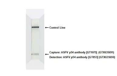 Anti-ASFV p54 antibody [GT853] used in Lateral Flow (Lateral Flow). GTX635690