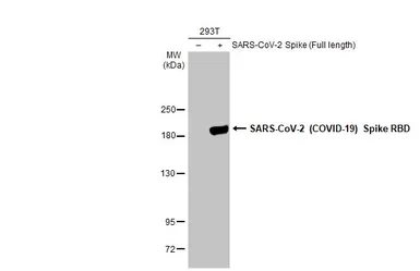 Anti-SARS-CoV-2 (COVID-19) Spike RBD antibody [HL257] used in Western Blot (WB). GTX635692