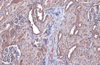 Anti-Bax antibody [HL236] used in IHC (Paraffin sections) (IHC-P). GTX635715