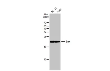 Anti-Bax antibody [HL236] used in Western Blot (WB). GTX635715