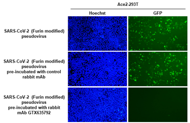 Anti-SARS-CoV-2 (COVID-19) Spike RBD antibody [HL1003] used in Neutralizing/Blocking/Inhibition (Neutralizing /Inhibition). GTX635792