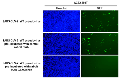 Anti-SARS-CoV-2 (COVID-19) Spike RBD antibody [HL1003] used in Neutralizing/Blocking/Inhibition (Neutralizing /Inhibition). GTX635792