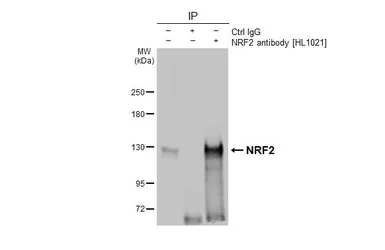 Anti-NRF2 antibody [HL1021] used in Immunoprecipitation (IP). GTX635826