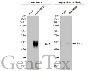 Anti-PD-L1 antibody [HL1041] used in Western Blot (WB). GTX635975