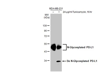 Anti-PD-L1 antibody [HL1056] used in Western Blot (WB). GTX636033