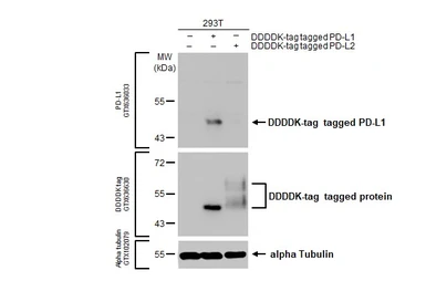 Anti-PD-L1 antibody [HL1056] used in Western Blot (WB). GTX636033