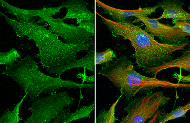 Anti-PD-L1 antibody [HL1056] used in Immunocytochemistry/ Immunofluorescence (ICC/IF). GTX636033