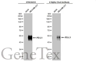 Anti-PD-L1 antibody [HL1056] used in Western Blot (WB). GTX636033