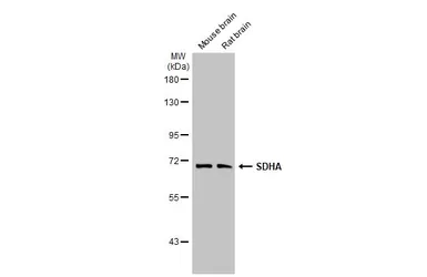 Anti-SDHA antibody [HL1067] used in Western Blot (WB). GTX636098