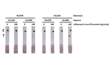 Anti-Influenza A virus Nucleoprotein antibody [HL1078] used in Lateral Flow (Lateral Flow). GTX636199
