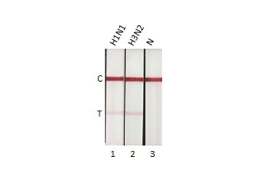 Anti-Influenza A virus Nucleoprotein antibody [HL1078] used in Lateral Flow (Lateral Flow). GTX636199