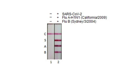 Anti-Influenza A virus Nucleoprotein antibody [HL1078] used in Lateral Flow (Lateral Flow). GTX636199