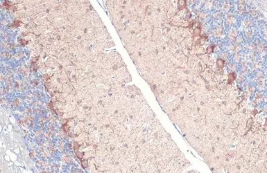Anti-GAD67 antibody [HL1096] used in IHC (Paraffin sections) (IHC-P). GTX636280