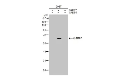 Anti-GAD67 antibody [HL1096] used in Western Blot (WB). GTX636280