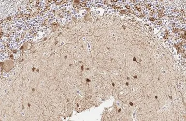 Anti-GAD67 antibody [HL1096] used in IHC (Paraffin sections) (IHC-P). GTX636280