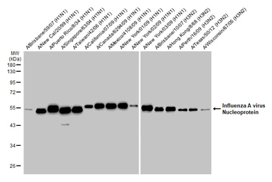 Anti-Influenza A virus Nucleoprotein antibody [HL1103] used in Western Blot (WB). GTX636318