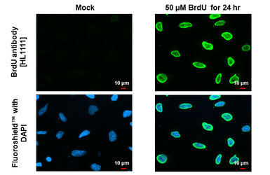 Anti-BrdU antibody [HL1111] used in Immunocytochemistry/ Immunofluorescence (ICC/IF). GTX636326