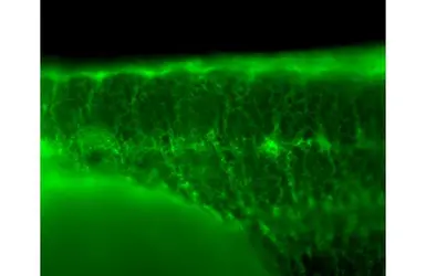Anti-SDHA antibody [HL1117] used in IHC (Whole mount) (IHC-Wm). GTX636335